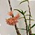 Orquídea Dendrobium bullenianum - Ad - Imagem 2