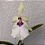 Orquídea Miltonia spectabile semi-alba - Ad - Imagem 1