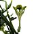 Planta Ceropegia sandersonii - Ad - Imagem 1