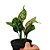 Aglaonema Etta Rose - Imagem 2