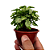 Planta Syngonium mini pixie - Imagem 2