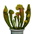 Planta Sarracenia Híbrida (Carnívora) - Imagem 1