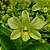 Orquídea Dendrobium phalaenopsis Green - AD - Imagem 2