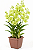 Orquídea Dendrobium phalaenopsis Green - AD - Imagem 1