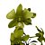 Orquídea Dendrobium phalaenopsis Green - AD - Imagem 1