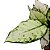 Aglaonema White Joy - 20cm - Imagem 3