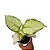 Aglaonema White Joy - 20cm - Imagem 1