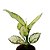 Aglaonema White Joy - 20cm - Imagem 2