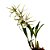 Orquídea Brassia híbrida - AD - Imagem 2