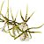 Orquídea Brassia híbrida - AD - Imagem 1