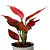 Aglaonema Cherry Baby - Imagem 2