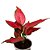 Aglaonema Cherry Baby - Imagem 3