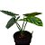 Alocasia Sinuata - 25cm - Imagem 3