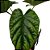 Alocasia Sinuata - 25cm - Imagem 2