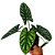 Alocasia Sinuata - 25cm - Imagem 1