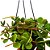 Suculenta Peperômia pecunifolia - Imagem 2