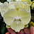 Orquídea Phalaenopsis Big Lip Amarela n.01 - Imagem 2