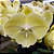 Orquídea Phalaenopsis Big Lip Amarela n.01 - Imagem 1