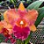 Orquídea Blc. Mirian Suzuki "Orange Crush" - Ad - Imagem 1