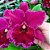 Orquídea Blc. Edisto "New Berry" - AD - Imagem 1