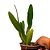 Orquídea Blc. Edisto "New Berry" - AD - Imagem 2