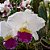 Orquídea Blc. Mikie Nagata - AD - Imagem 2