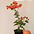 Planta Primavera laranja - Imagem 3