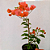 Planta Primavera laranja - Imagem 2