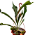 Planta Platycerium bifurcatum - Imagem 3