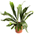 Planta Platycerium bifurcatum - Imagem 1