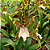 Orquídea Miltassia Natalia - Ad - Imagem 2