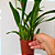 Orquídea Miltassia Natalia - Ad - Imagem 3