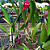 Orquídea Potinara Red Crab - AD - Imagem 2