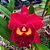 Orquídea Potinara Red Crab - AD - Imagem 1