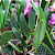 Orquídea Lc. City Cana - Adulta - Imagem 2