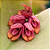 Orquídea Pleurothallis prolifera - Ad - Imagem 2