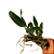 Orquídea Cattleya walkeriana - Ad - Imagem 2