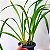 Orquídea Cymbidium Amarelo  - AD - Imagem 4