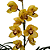 Orquídea Cymbidium Amarelo  - AD - Imagem 1