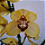Orquídea Cymbidium Amarelo  - AD - Imagem 2