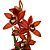 Orquídea Cymbidium Abóbora Especial - AD - Imagem 1