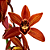 Orquídea Cymbidium Abóbora Especial - AD - Imagem 2