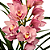Orquídea Cymbidium Rosa N.01 - AD - Imagem 1