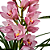 Orquídea Cymbidium Rosa N.01 - AD - Imagem 2