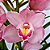 Orquídea Cymbidium Rosa N.01 - AD - Imagem 3