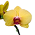Orquídea Phalaenopsis Amarela n.01 - Imagem 1