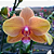 Orquídea Phalaenopsis Salmão n.02 - Imagem 1