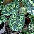 Caladium Hilo Beauty Especial - 20cm - Imagem 1