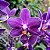Orquídea Phalaenopsis Aurora Boreal - Ad - Imagem 1