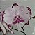 Orquídea Phalaenopsis Especial n.02 - Ad - Imagem 2